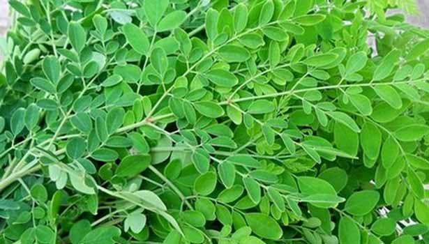 Murnga keerai (drumstick leaf)